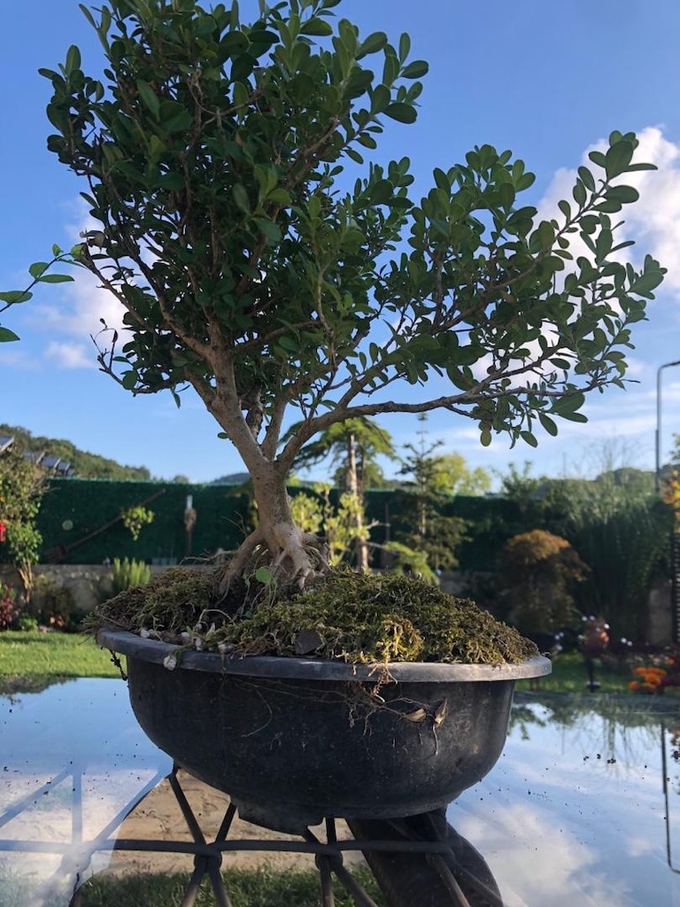 Saksıda Bonsai - 5