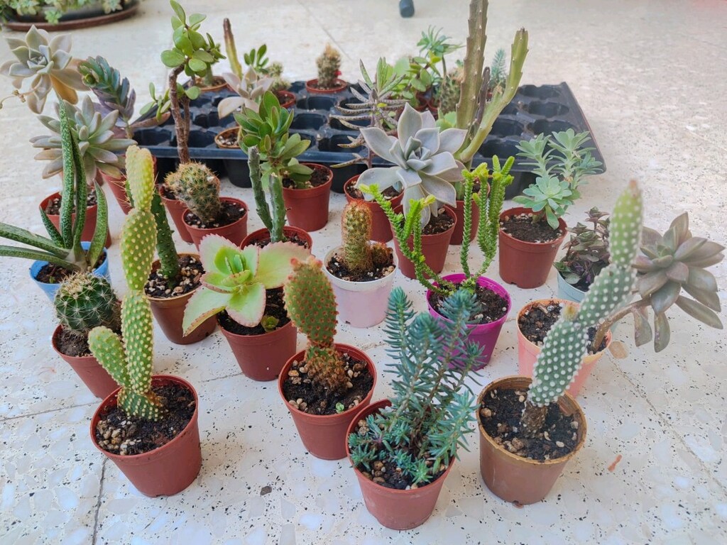 Kaktüs ve sukulent çeşitleri 36 adet 320 tl - 4