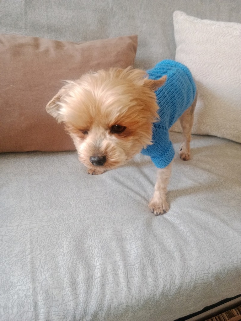 Köpek giyisisi S beden - 8