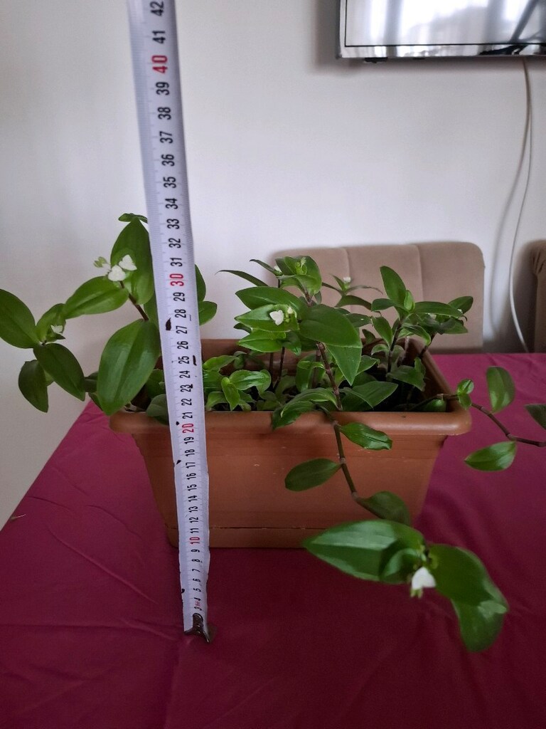 Telgraf çiçeği - 5