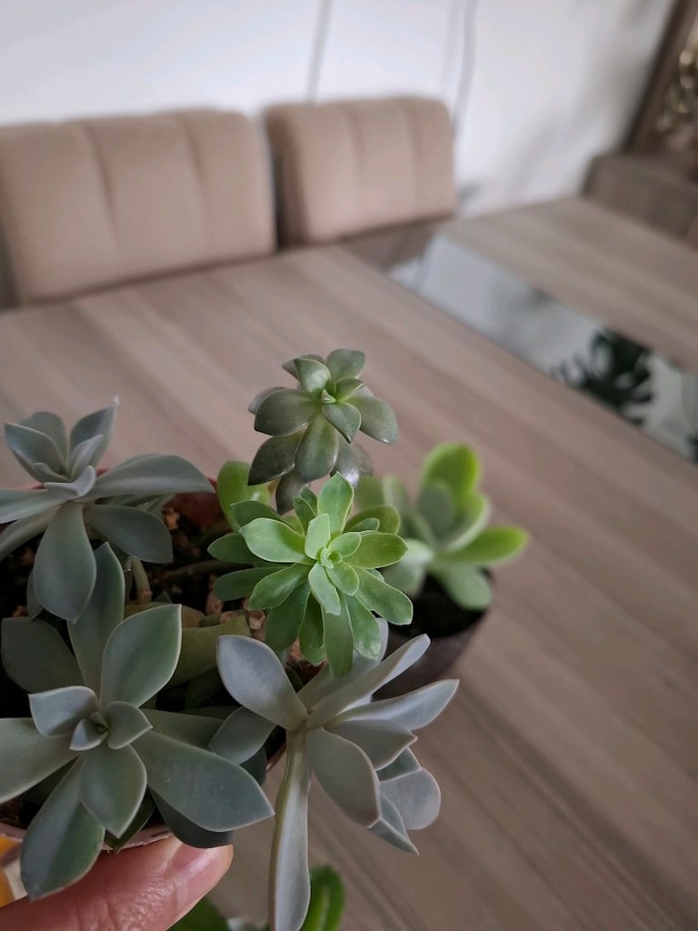 sukulent çeşitleri ( hepsi 550₺) - 11