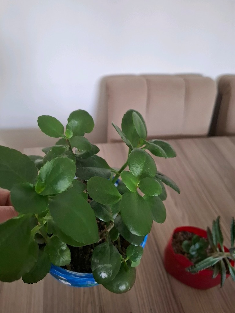 4 farklı canlı çiçek 100₺ - 18