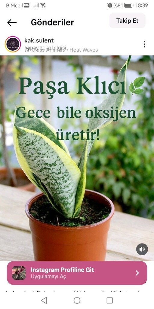 kılıç çiçegim - 5
