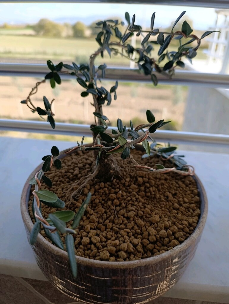 bonsai - 8