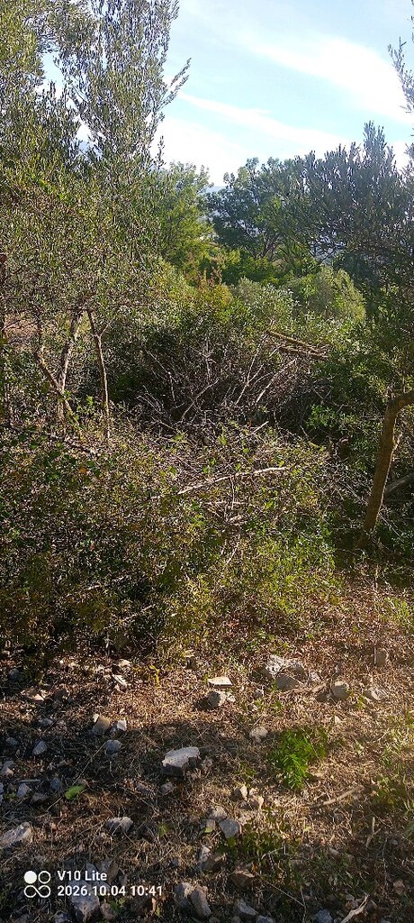 ot biçme - 2