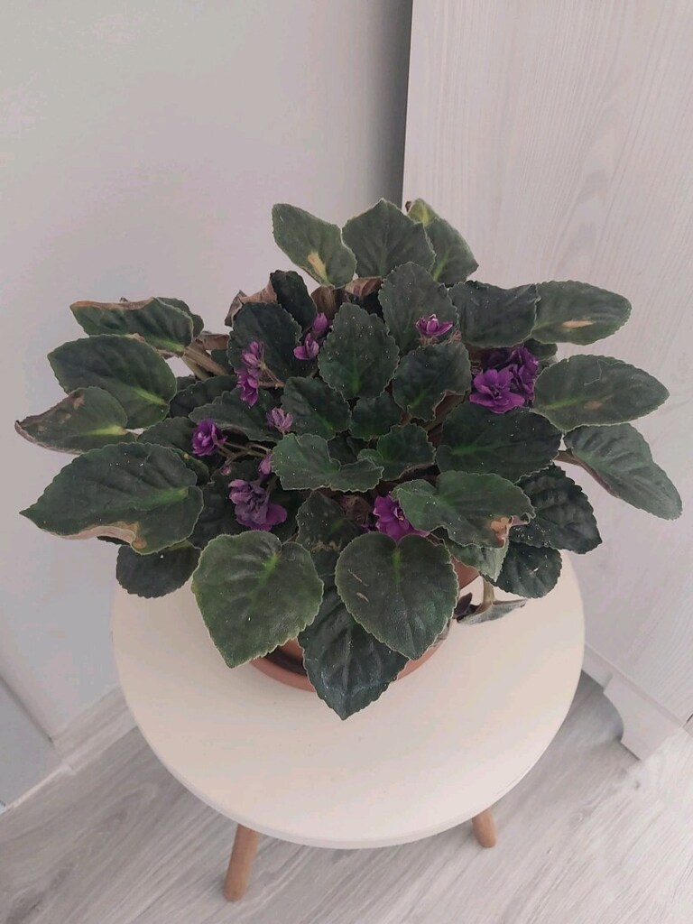 Magenta Menekşe - 10