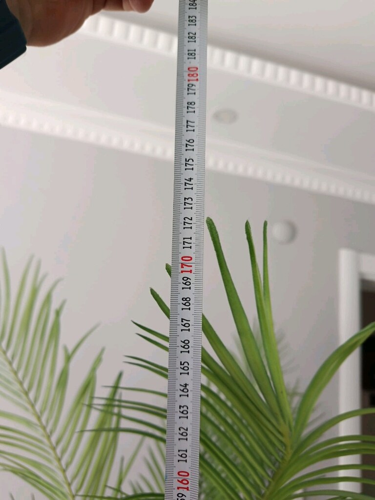 areka çiçek sıfır ürün 170 boy - 4
