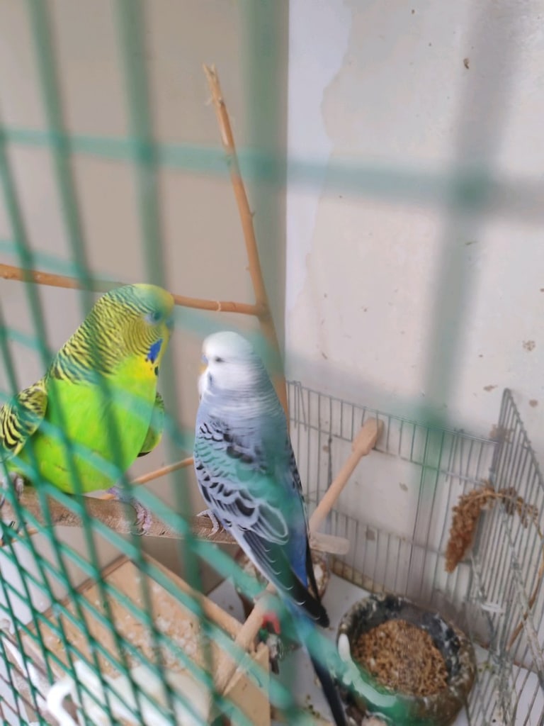 Muhabbet Kuşlarıyla Birlikte Dolaptan Kafes - 5