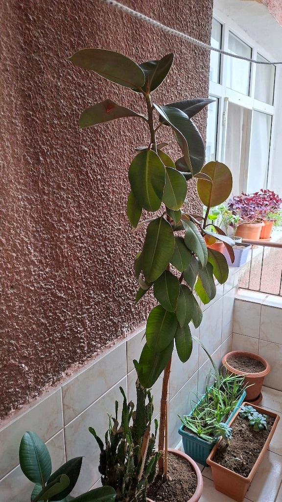 canlı çiçek kauçuk - 6
