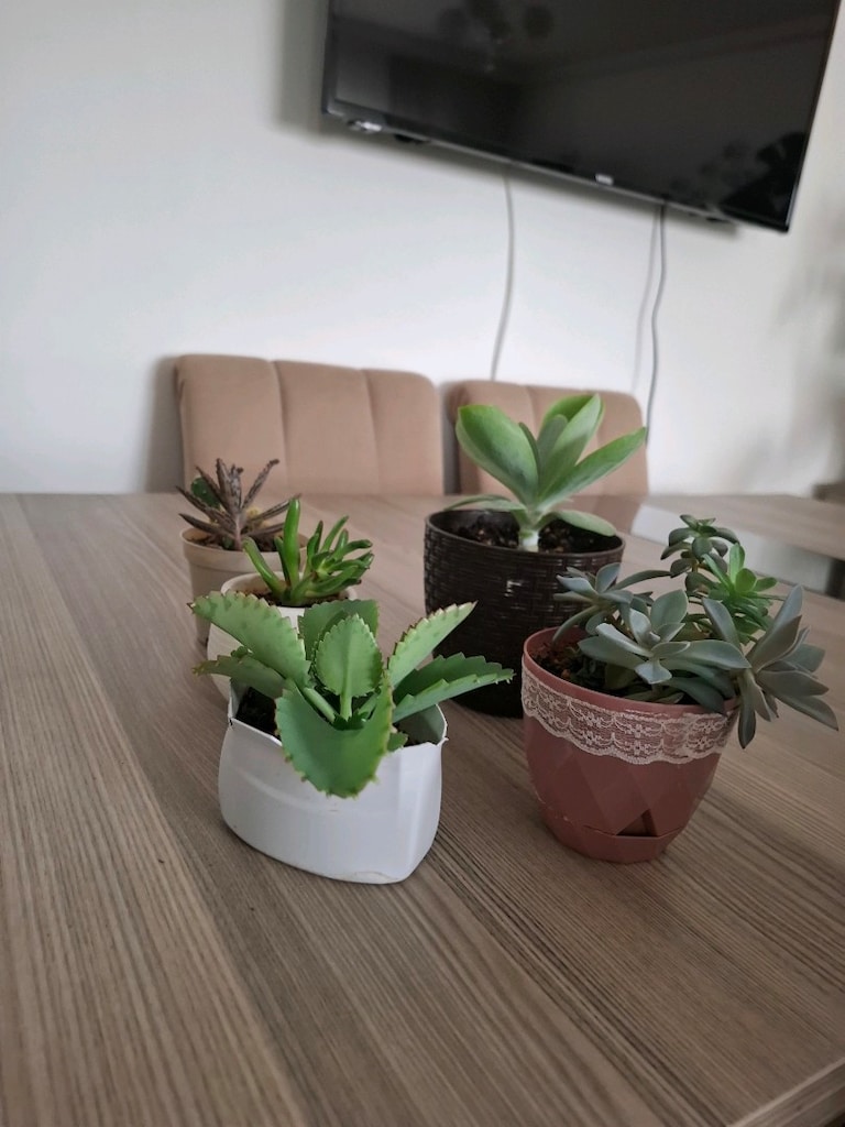 sukulent çeşitleri ( hepsi 550₺) - 13