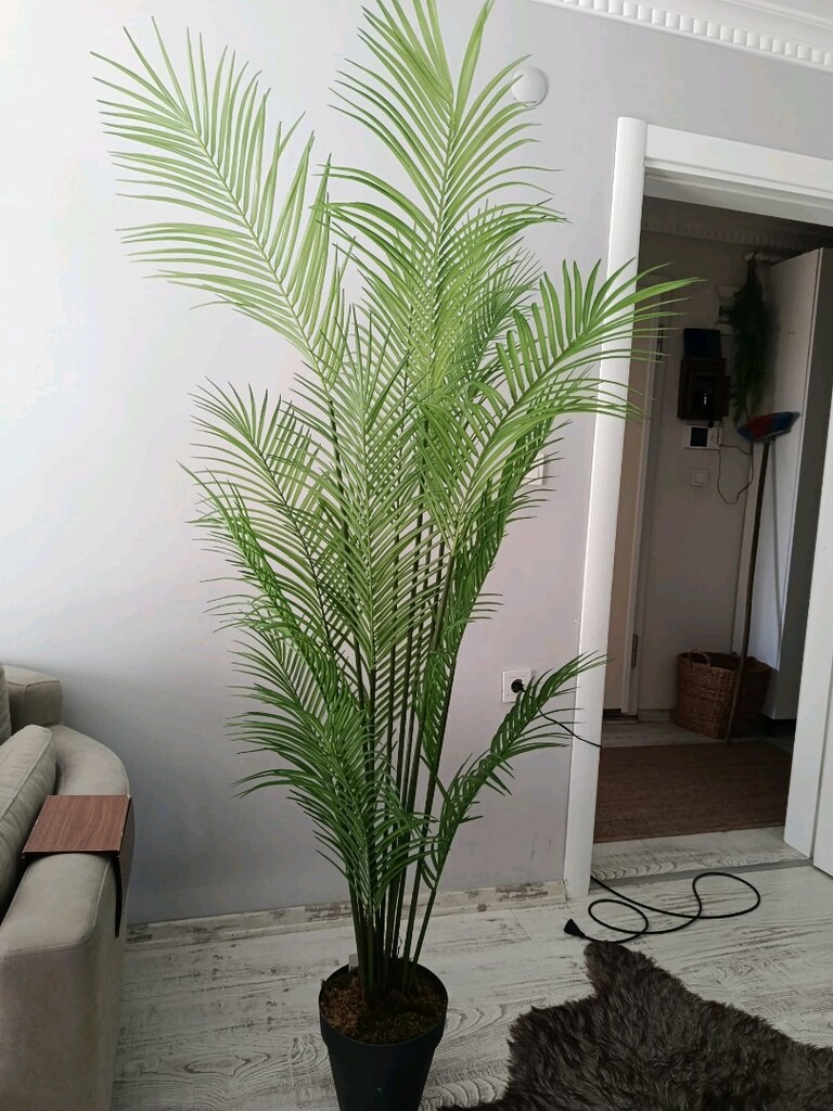 areka çiçek sıfır ürün 170 boy - 2