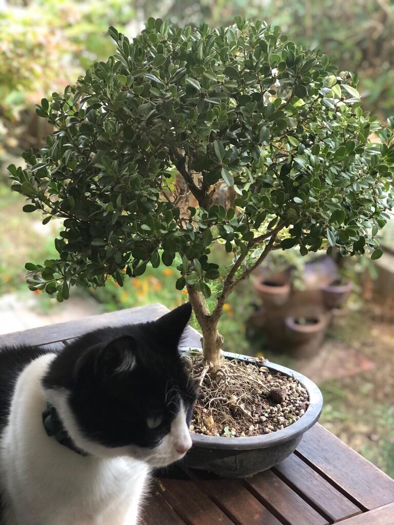 Bonsai Ağacı - 6