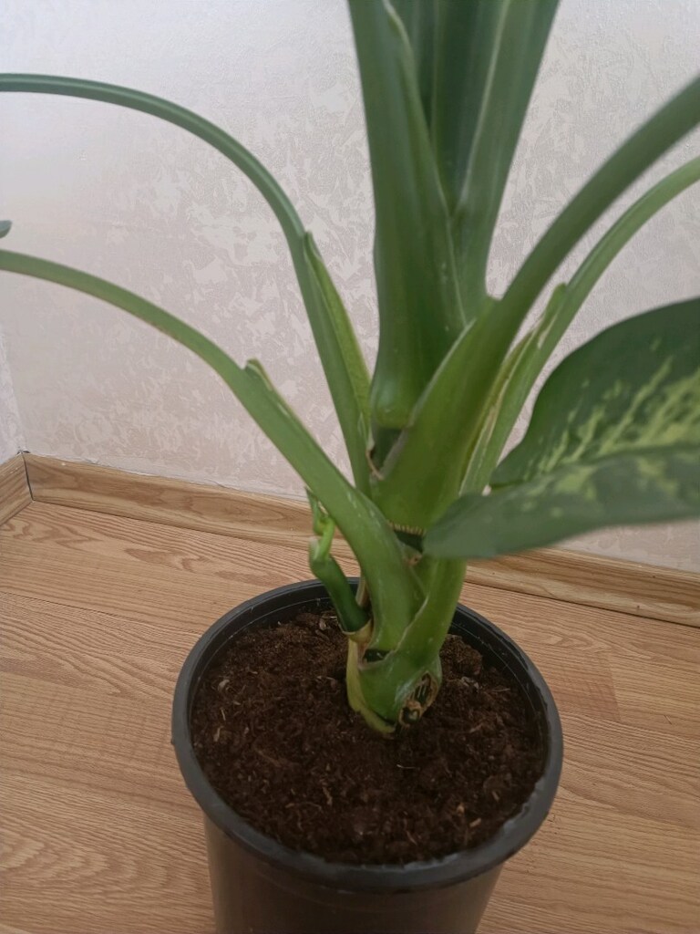difebahya - 4