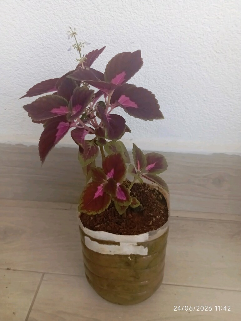 Çay çiçeği - 2
