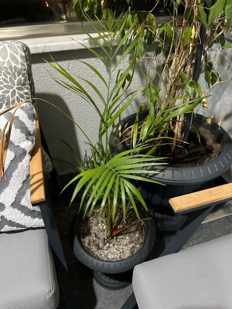 canlı salon bitkisi benjamin areka palmiyesi ve aloe vera bitkisi - 5