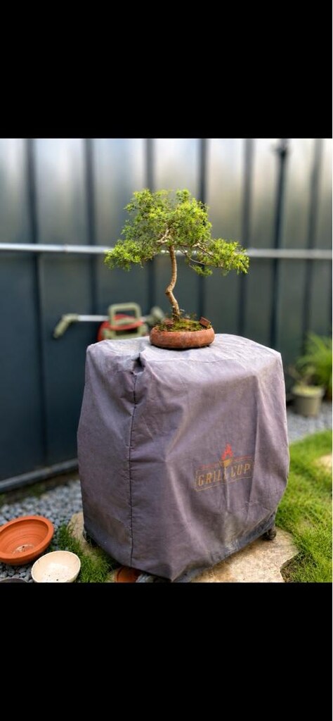 Bonsai Ardıç - 2