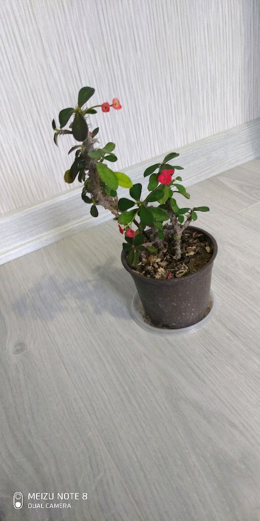 çiçek dikenler tacı - 2