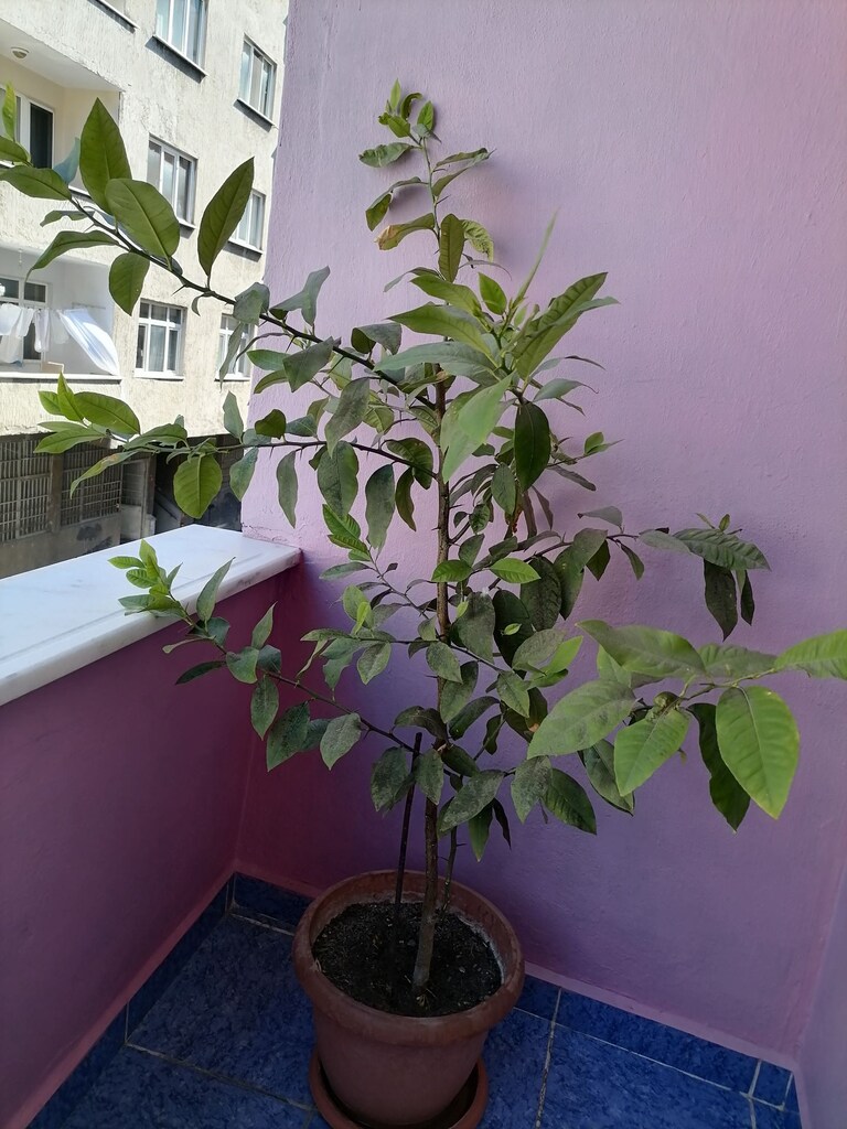 Limon ağacı - 5
