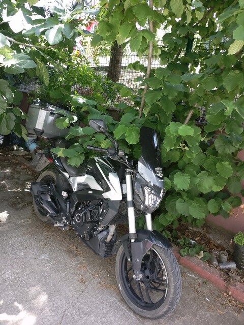dominar 250 D