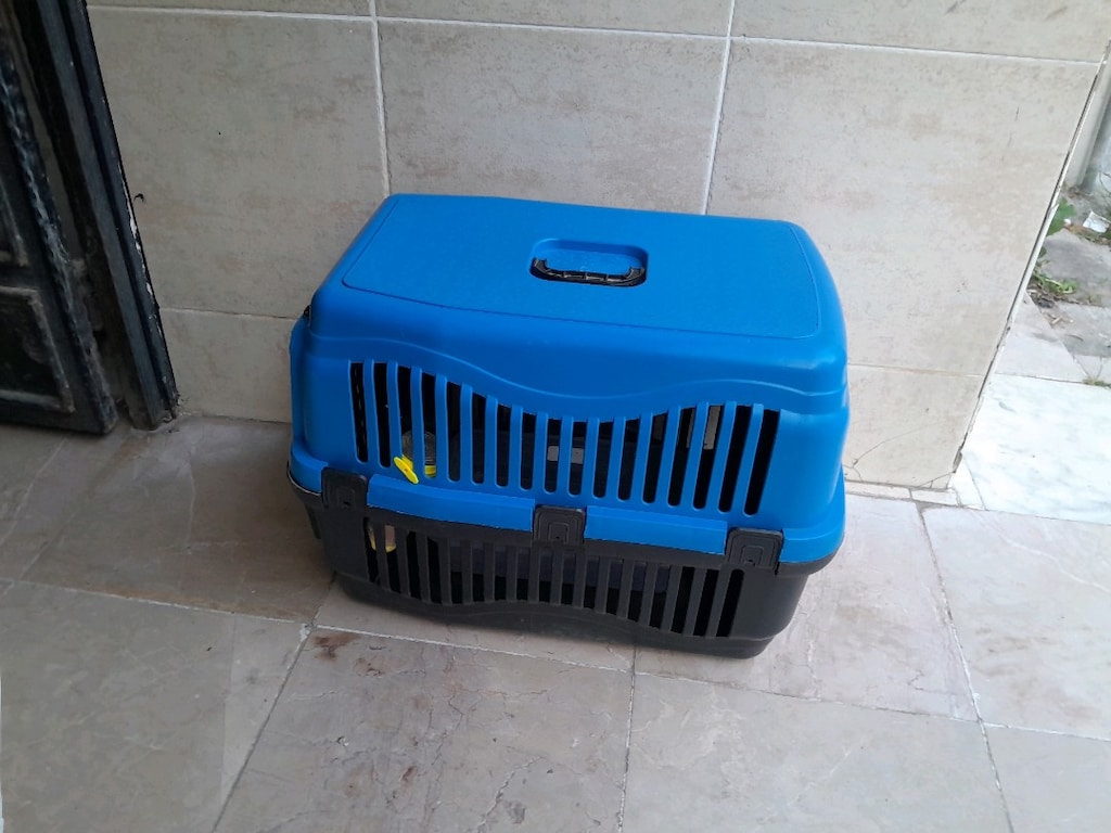 kedi ve köpek için koymak için sağlam kırık yok - 5
