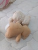 Sevimli renkli peluş ayıcıklar - 9