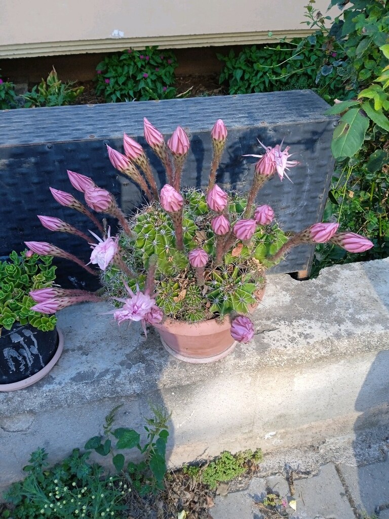 kaktüs çiçeği - 3