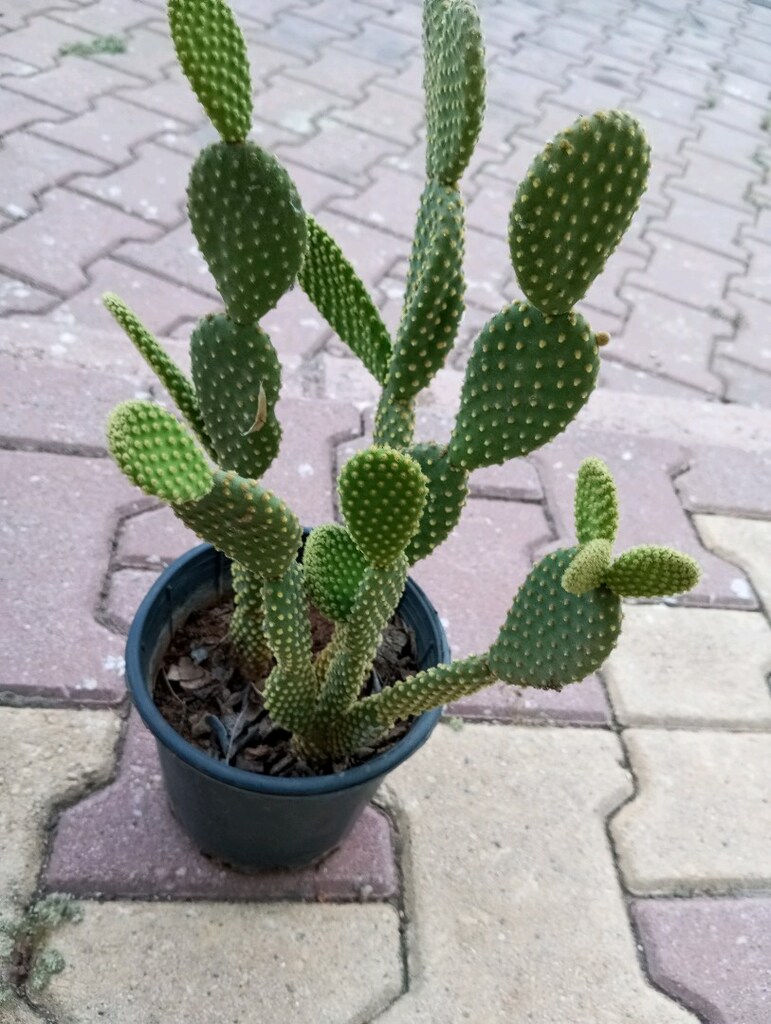 çiçek kaktüs - 2