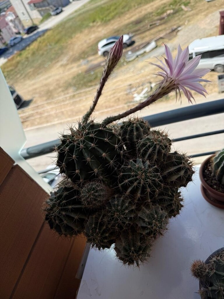echinopsis kaktüs - 4