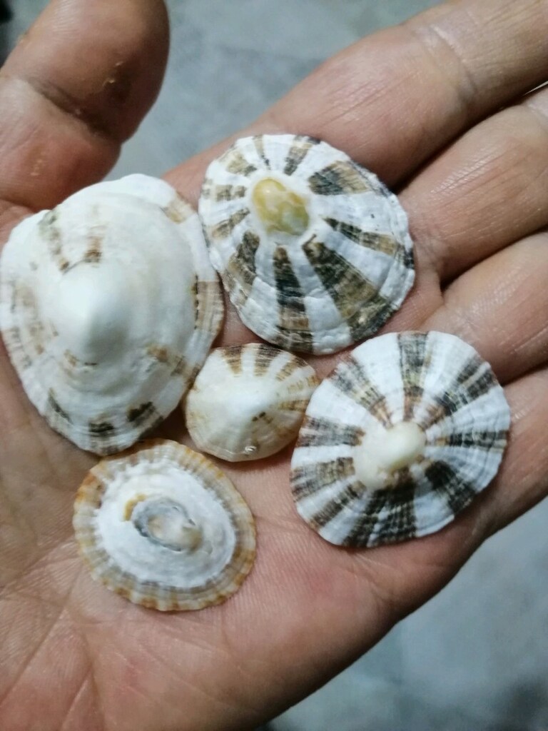 Deniz kabuğu seti (9)