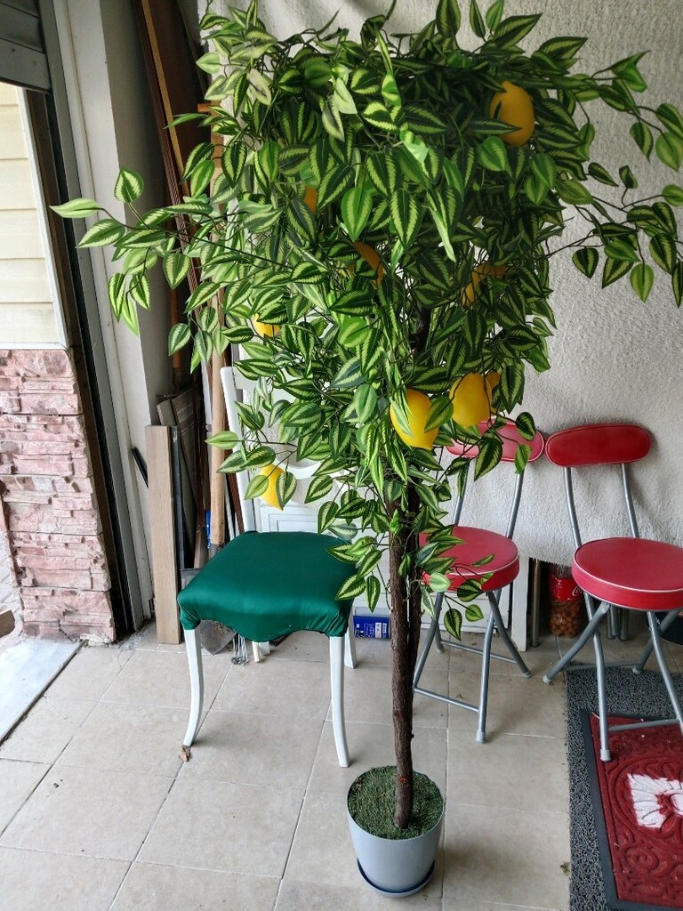 limon Ağacı Yapma) - 2