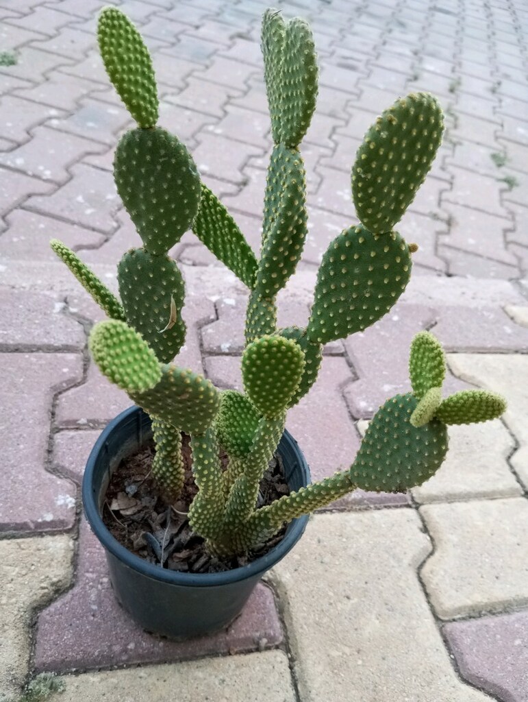 çiçek kaktüs - 3