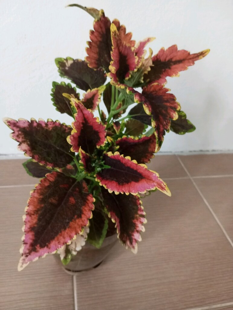 çiçek - 2