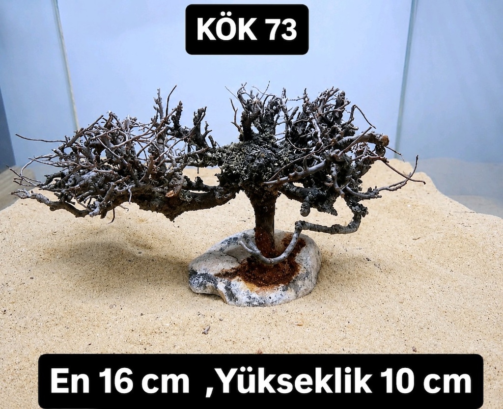 Moss ağacı - 10