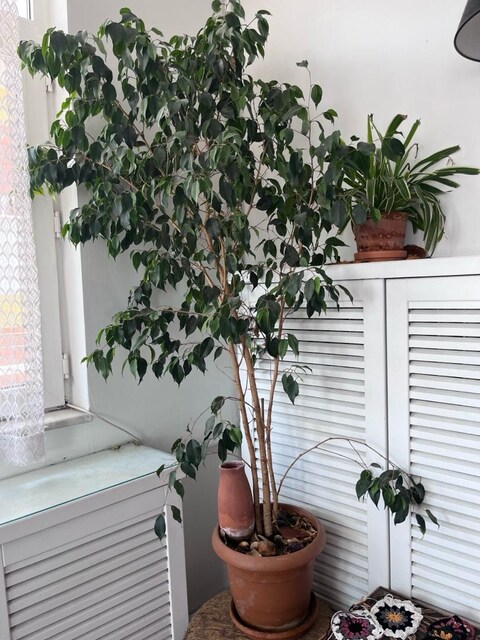 Ficus benjamin