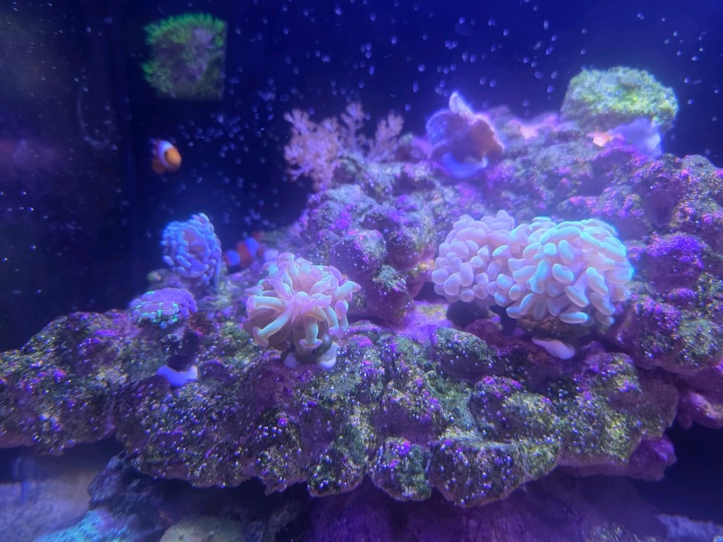Hazır Sistem Deniz Akvaryumu - 3