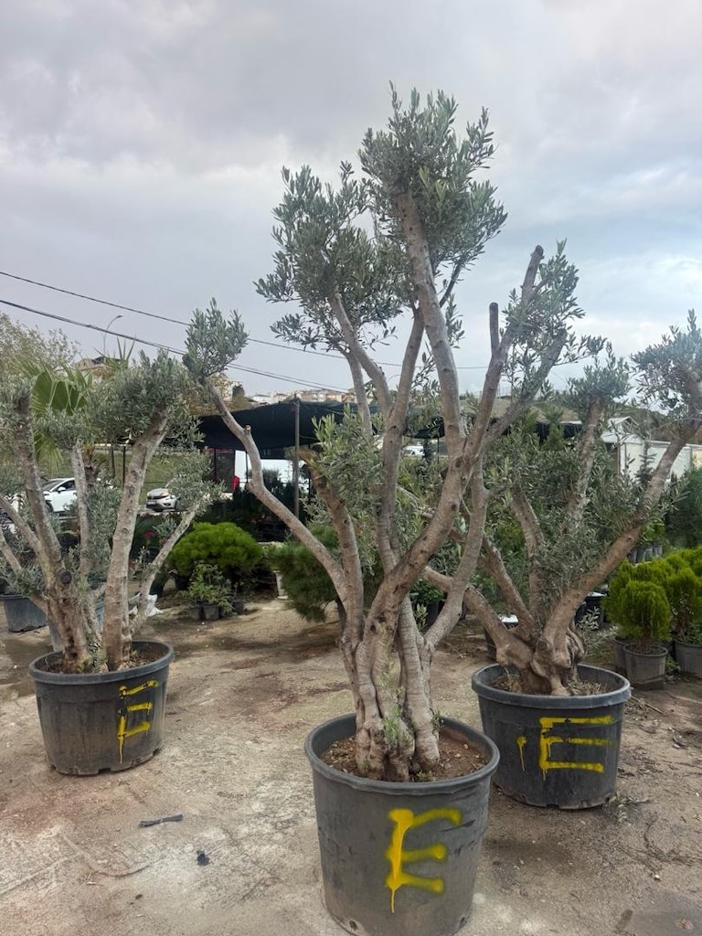 şekili zeytin - 2