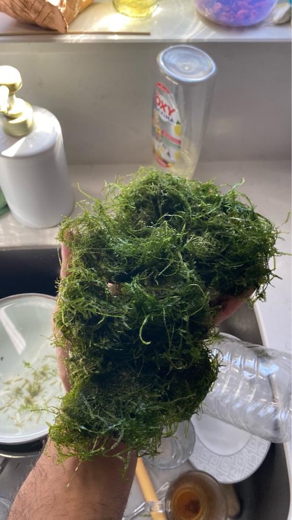 Akvaryum Moss Bitkisi – Canlı, Sağlıklı, Toplu Satış - 3