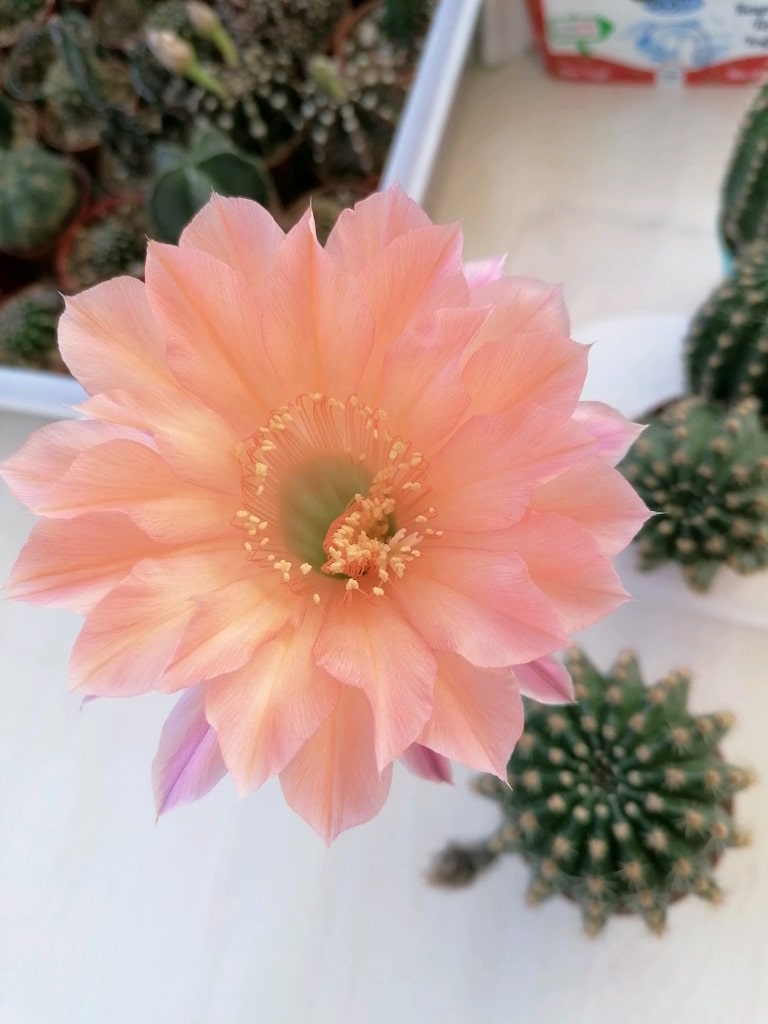 Echinopsis Hibrit - 2