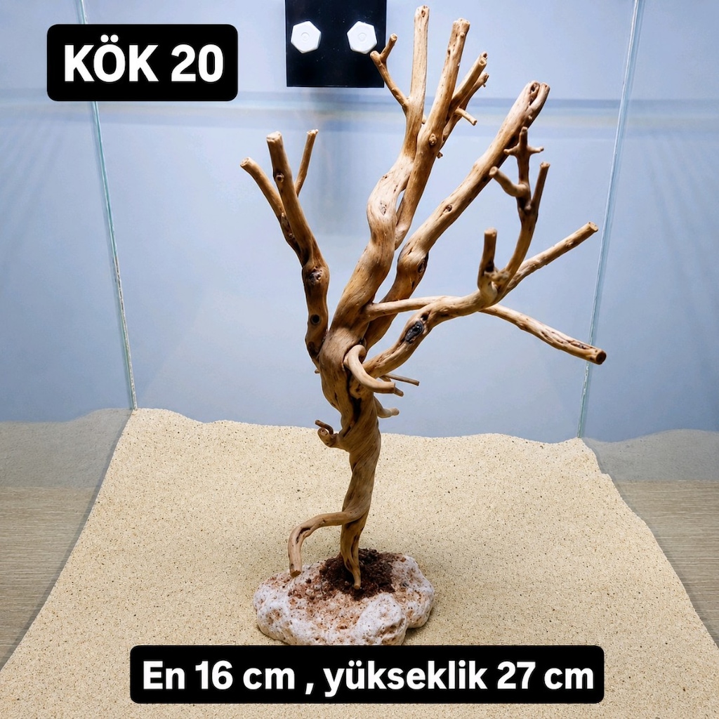 akvaryum kök - 15