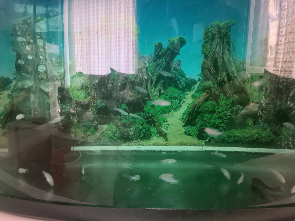 2-3 cm arası Sarı,ve Beyaz Prenses ,Calico Yunus yavruları - 4