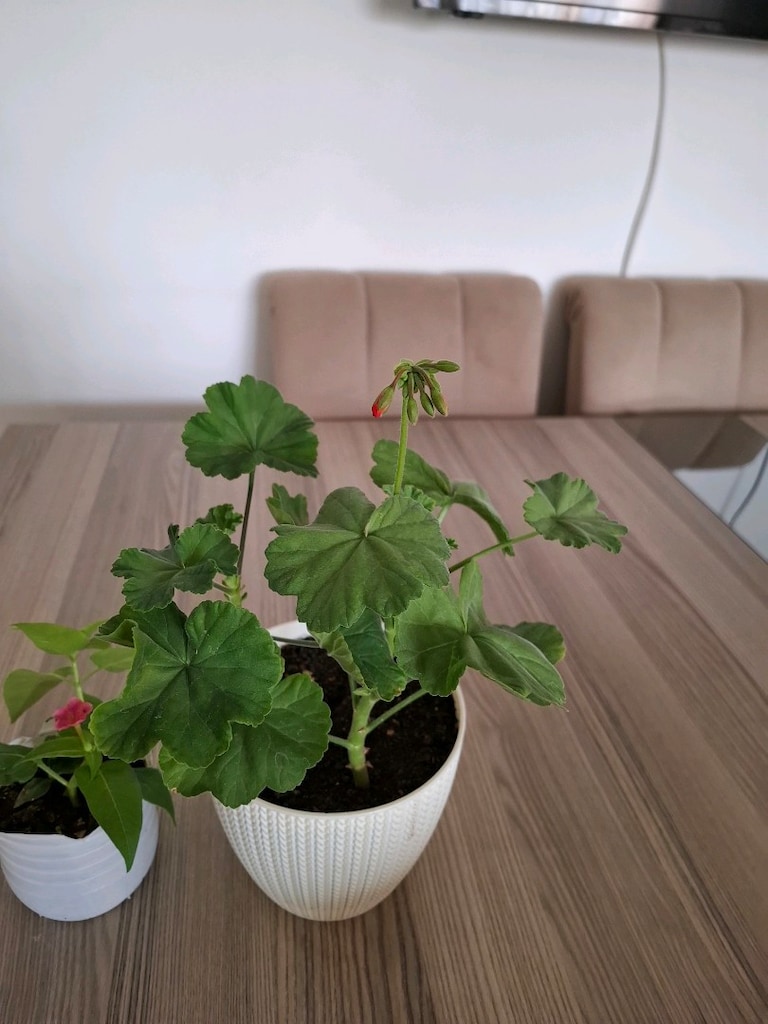 Saksı Bitkisi - 2