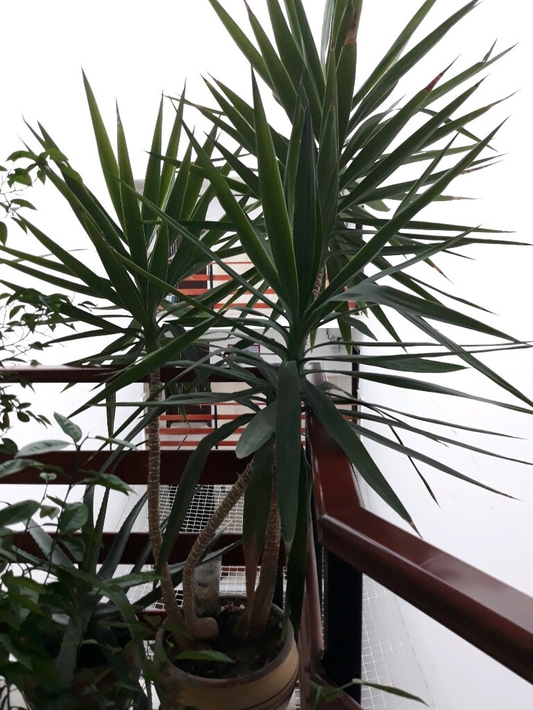 yukka yucca gigantea 2.50 cm 3 yavrulu canlı ve bakımlı - 4