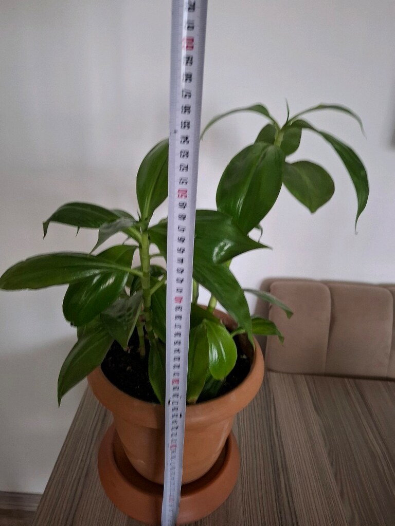 ev ve ofis bitkisi ( Ahtabot çiçeği ) - 10