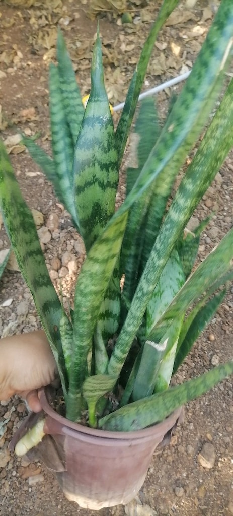 kilic cicegi - 4