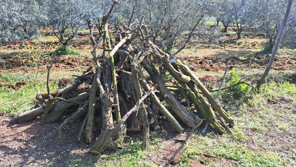 Zeytin Odun - 5