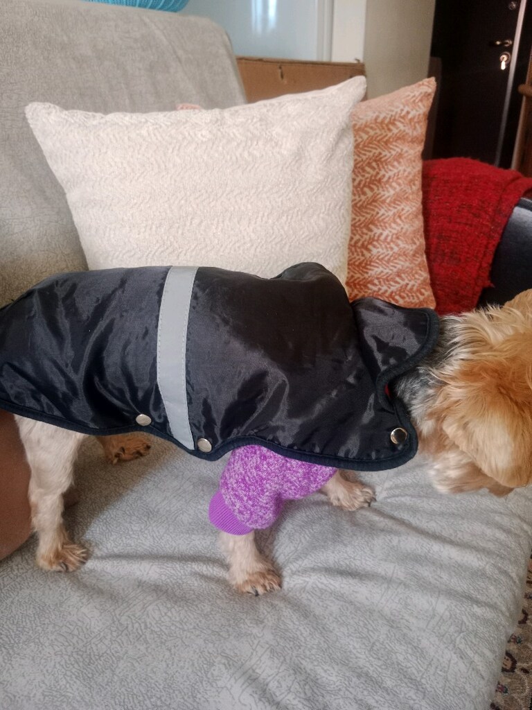 küçük ırk köpek giysisi 0 numara - 2