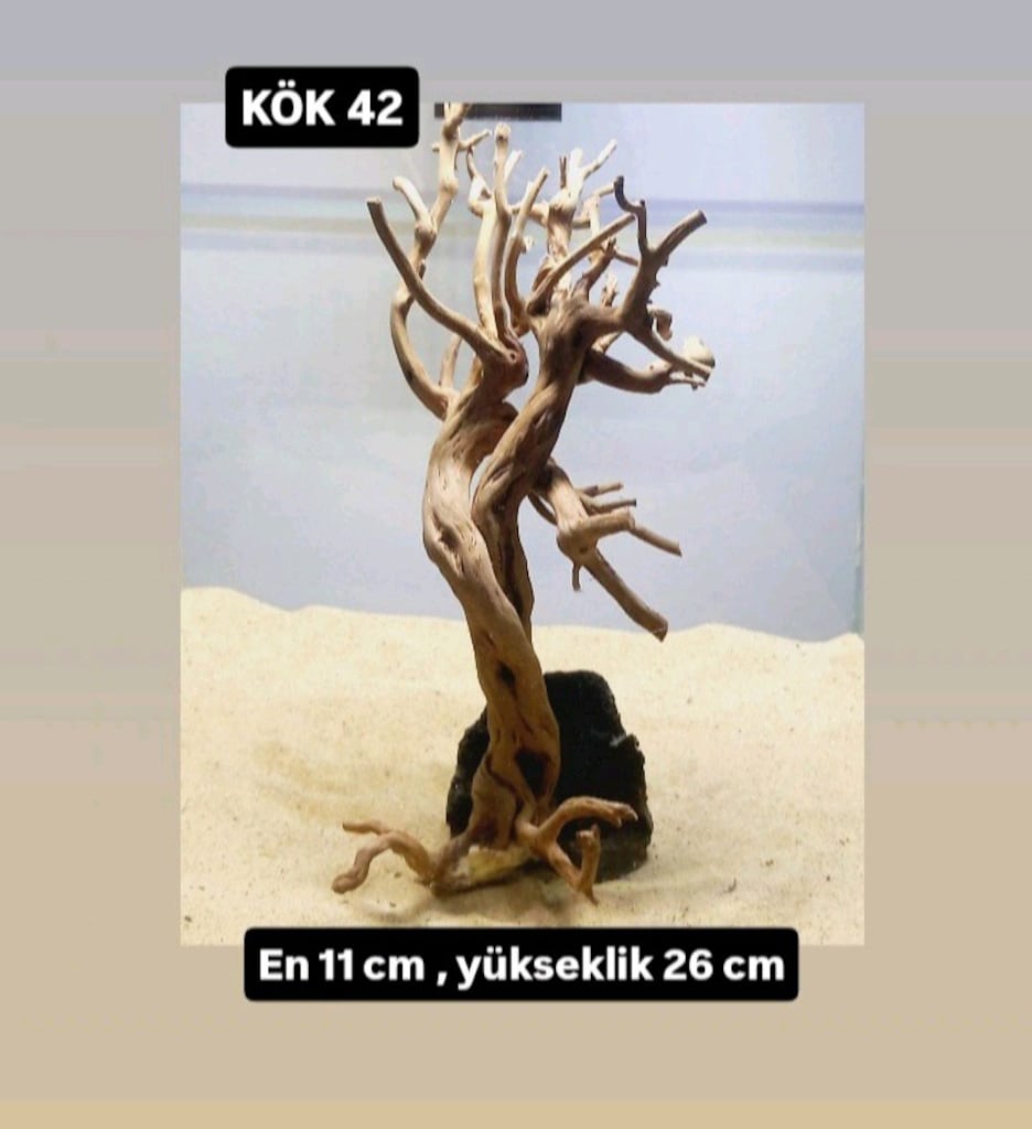 akvaryum kök - 14
