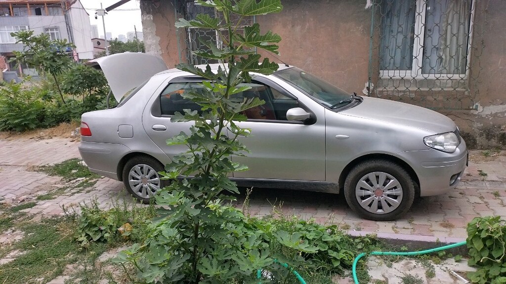 Fiat Albea acelesi yok - 2