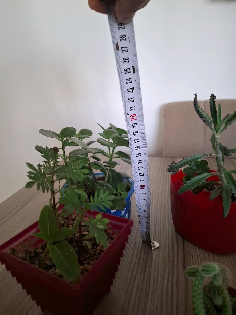 4 farklı canlı çiçek 100₺ - 12