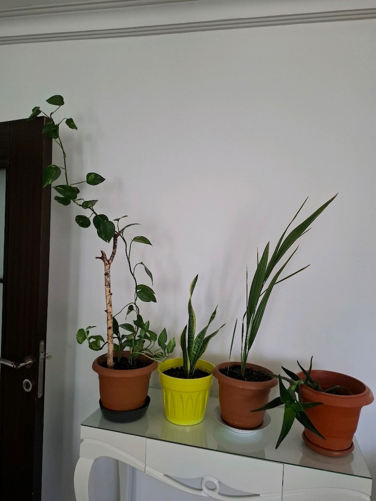 canlı çiçekler ( salon ,ofis balkon vs) - 2